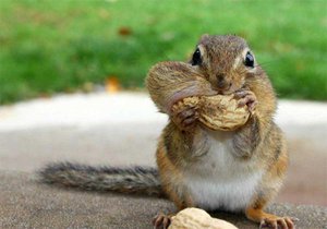 Squirrel Eating Peanuts